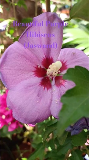 Purple Jaswand in Full Bloom 💜🌸 | Nature’s Aura - b6u