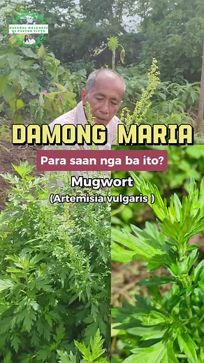 Benefits of Using Damong Maria (Mugwort) as a Natural Wellness Solution