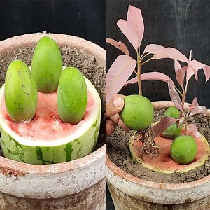 64K views · 2.5K reactions | Unique Skill How to grow Mango tree from Mango || Grow Mango tree in easy way | Rana Craft | Facebook
