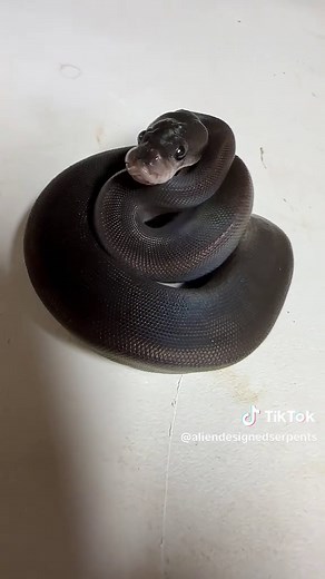 Super Black Pastel Baby Ball Python for Sale