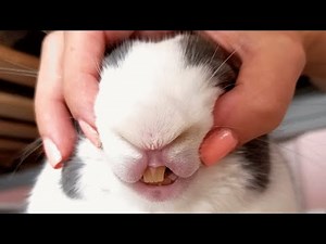 Woman stops putting her rabbit in cage. Here's the first thing he did to her.