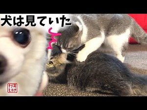 猫の交尾に触発された犬がまさかの行動にw