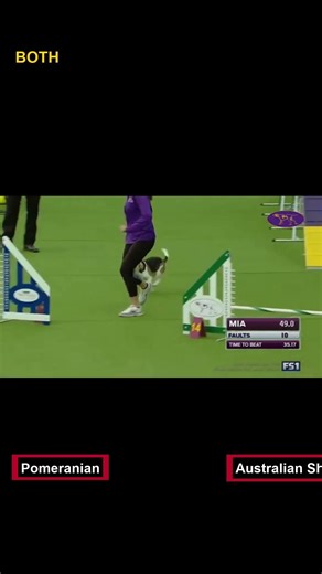 CUTENESS SMACKDOWN: Beagle Breed Face-Off 🐾🐶😂