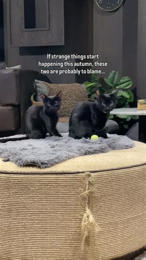 Java Whiskers UK | Whatever they’re brewing, count us in 🐈‍⬛🧙‍♀️ We have all the cosy autumnal vibes going on at Java Whiskers Cat Café at the moment - so... | Instagram