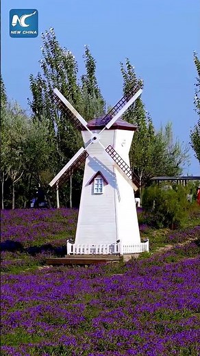 Purple sea of flowers in Hohhot, China