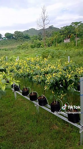 Panduan Menanam Cabe Rawit Secara Hidroponik