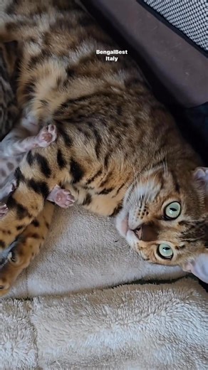 Did you know that adopting a Bengal kitten had been my dream for over 10 years? Now my house is full of happiness! Who else is still dreaming? #bengalkitty #bengalkittens #bengalbreeder #bengalcattery #bengalcatlovers | Bengal Best