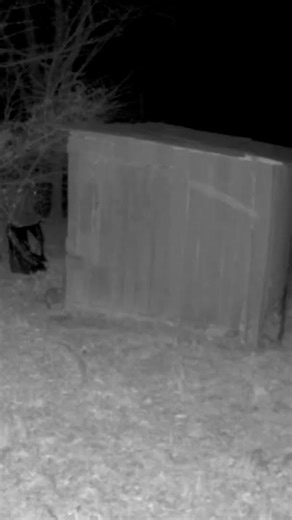 Possum walking around building on security camera gospel music