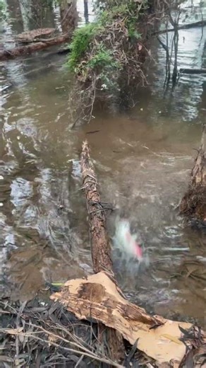 New Updated Slingshot Fishing Reel Set is coming! Free for shipping on sale. Visit our Shopify store