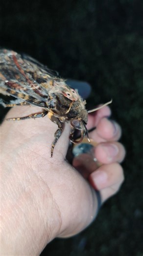 Death's head Hawk Moth 💀