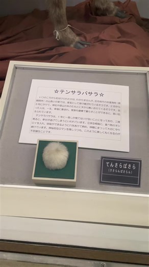 ケサランパサランの正体とは？