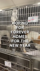 127 reactions · 8 comments | New year. New beginnings. Every wag you see here belongs to a dog still waiting for the one thing they want most — a forever home. Let this be the year their story changes.  Learn more at HomeForGoodDogs.org #AdoptDontShop #NewYearNewHome #RescueDogs #ForeverHome #HomeForGood | Home for Good Dog Rescue | Facebook