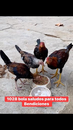 La pluma fina se sigue cultivando | Francisco Torres