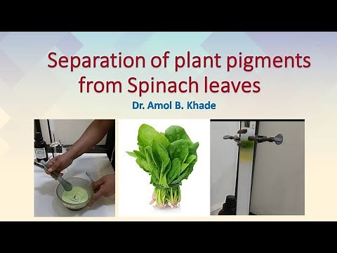 Separation of plant pigments from spinach leaves by column chromatography