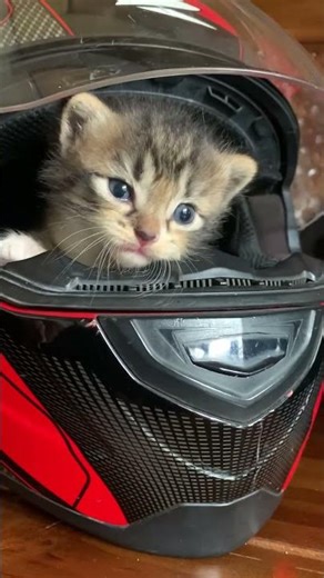 Rescue kitten until now I take care of it has grown up #cat #kitten #catlovers #cutecat