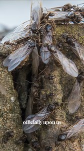 6.1K views · 18 reactions | It's officially flying ant season! If you want to stop them getting in – or need a strategy for dealing with an invasion – watch on for our easy, effective tips to keep your home flying-ant-free. #flyingant #flyingantday | Good Housekeeping | Facebook