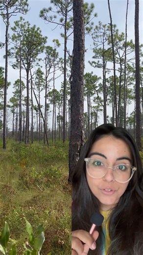 24 reactions | Learn all about the longleaf pine forests and the...