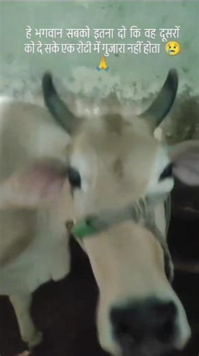 anpadh bholi See Maa Meri #love #instagram #dogsofinstagram #animal #dog #reels #viral