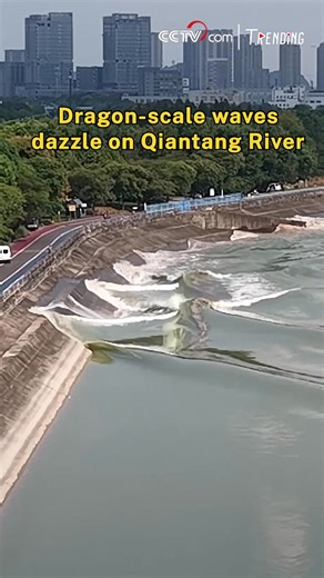 The Qiantang River's famous tidal bore is putting on a spectacular show. Recent footage captures waves forming a striking "dragon scale" pattern, winding along the embankment like a giant dragon flicking its tail beneath the surface. The mesmerizing scene draws crowds and highlights the river's unique natural spectacle. #Trending #SeeChina | CCTV