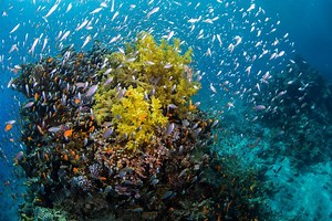 Diving in Egypt | PADI