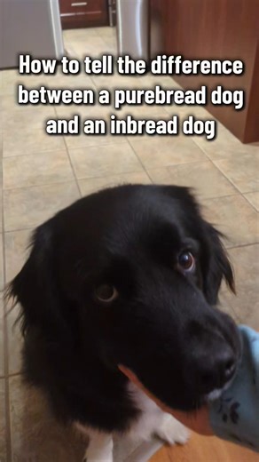 Definitely an in-bread dog 😂🍞🐶 #goodboy #bread #funnydog #sillydog #gooddog #cutedog #dog #lol #cute