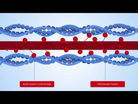 The EXPLORER-HCM study: mavacamten for obstructive HCM