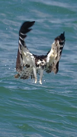 Osprey: Apex Anglers Thriving in Florida Waters