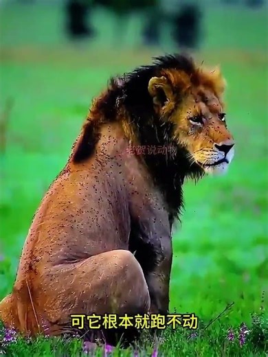 瘦如柴火的老雄獅遭遇鬣狗！老雄獅能否躲過一劫 #野生動物零距離 #動物世界 #神奇動物在抖音 #獅子 #動物的迷惑行為