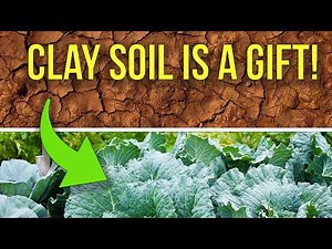 Your Clay Soil Isn't the Problem