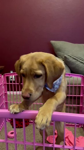 Buckets The Fox Red Lab on TikTok