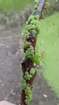 Finding a rare aquatic fern