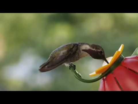 Surah muzammil Tilawat Qari Ishaq Saeedi 2026 سورۃ المزمل تلاوت قاری اسحاق سعیدی