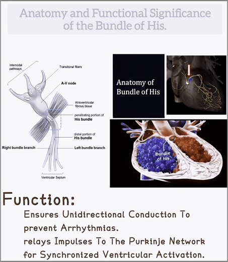 The Bundle of His: The Heart’s Conduction Maestro ⚡🫀. The Bundle of His ensures synchronized heart rhythm: Origin: Emerges from the AV node, piercing the fibrous skeleton. Pathway: Splits into left (anterior/posterior) and right bundle branches in the ventricular septum. Function: The only electrical link between atria and ventricles, it drives AV delay, prevents arrhythmias, and powers the Purkinje network for ventricular activation. #BundleOfHis #CardiacElectrophysiology #HisBundlePacing #Hea