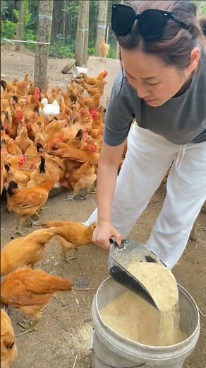 Free-Range Chicken Farming | Daily Village Life 🐔🌿
