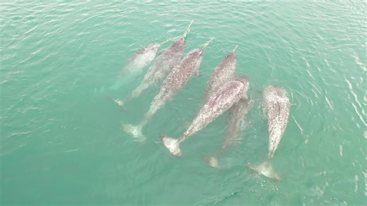 Narwhals swimming in Arctic Ocean