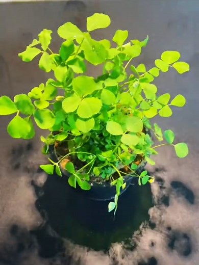 How to Grow Methi at Home in Pots