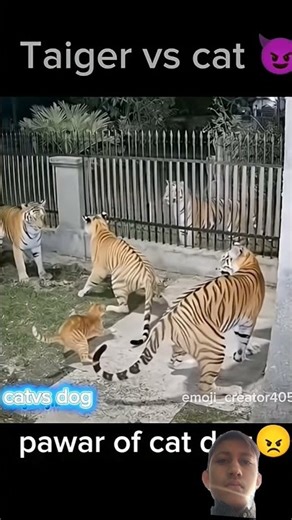 #roshninandi taiger versus cat😈 viral Ghost vs dog☠️#cat #dog.