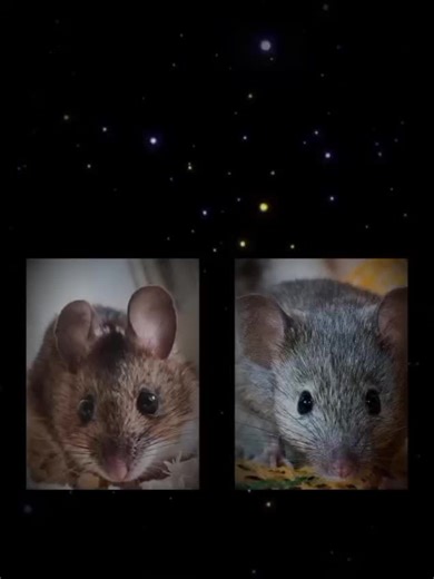 ‏desi mouse be like