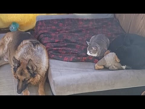 🍴🐕💕🍳💯🐕‍🦺💪🔪🐶🐈‍⬛