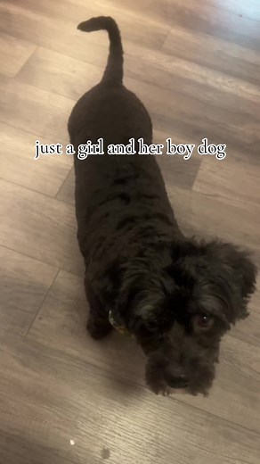 my sweet max #fyp #2024 #fypシ゚ #foryoupage #relatable #ootd #like #dogsoftiktok #max