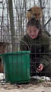 34K views · 1.5K reactions | ️ Curious of a behind-the-scenes thing at the rescue that creates a grumpy Kim? Water buckets, that’s what. Anyone else with animals that need fresh water in frozen temperatures feel my pain?! | Arctic Fox Daily Wildlife Rescue, Inc. | Facebook