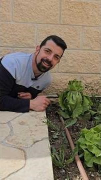 🥬 Cómo atar lechugas para que estén más tiernas y blancas