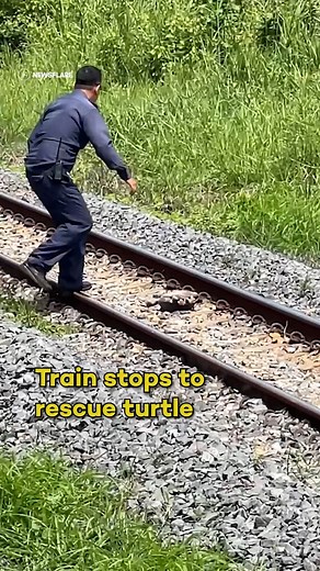 A train stopped to move a turtle from a neighboring track; the turtle was stuck, flipped upside on its back. #reels #trains #train #turtle #tmnt #reptiles #reptile #animalrescue | In The Know Now