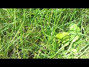 Leveli béka hangja.mp4