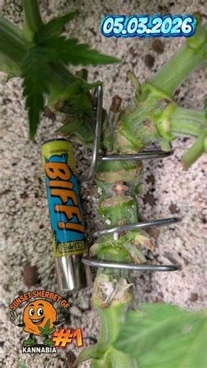 Sunset Sherbet GF #1 week 7 day 43 #hydroponics #diyfertilizer #fishhydrolysate #citricacid #coco