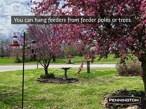 Pennington Classics Gourmet Blend Treat Cake 2 Pounds