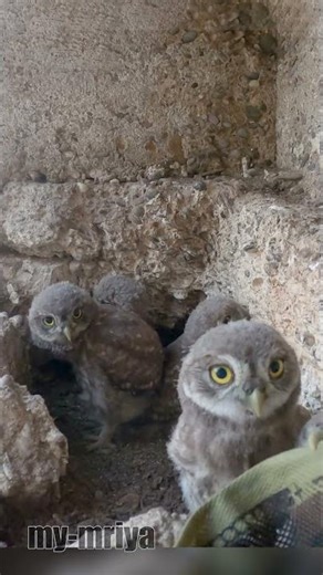 Young Little Owls in the nest