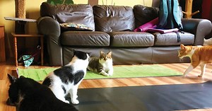 Cat Cafe Mad set to close in July