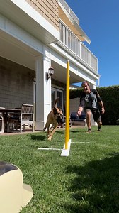 11K views · 603 reactions | Schmoo learning the #weavepoles We start by using the 2x2s to teach the drill from multiple angles. Agility is a super fun sport that Schmuley and I are really enjoying Keep posted for more of our training journey. #agility #agilitytraining #malinoispuppy #malinois #belgianmalinois #doglover #dogtraining #puppytraining Janet Caroline Brown | Robert Cabral | Facebook