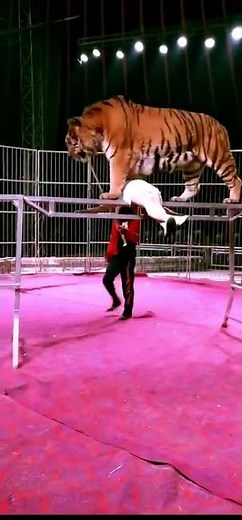 Siberian Tiger vs African Lion Size Comparison 4
